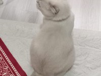 Kızımıza yuva arıyoruz scottish fold