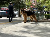 Rus Şecereli Safkan Erkek Alman kurdu
