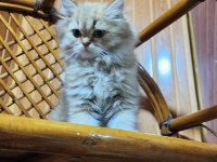 British Longhair Yavrularımız Yuvalarını Arıyor