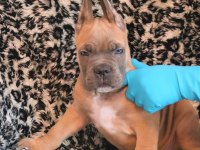 FCI-KIF ŞECERELİ SAFKAN CANE CORSO YAVRULAR (FORMENTİNO)