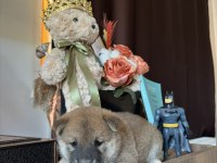 Shiba Inu Yavrular Ailesini Bekliyor