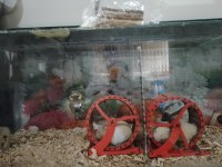 Yavru Hamster