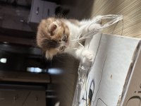 Uzun tüylü ve kırık kulak erkek scottish fold 50 günlük
