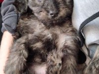 2 aylık maltipoo