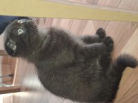 Erkek 3 Aylık Ücretli Scottish Fold