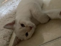 British Shorthair 6 Aylık Yavru Eğitimli
