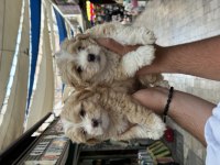 A Kalite Sağlıklı Maltipoo