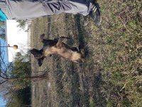 Malinois köpeğimiz