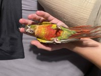 Muhteşem renklerde bileklikli erkek konur papağanı