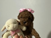 KORE SAF KAN TOY POODLE DİŞİ