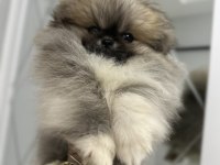 Pomeranian boo orjinal