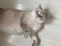 Prenses british shorthair kızımı sahiplendirmek istiyorum