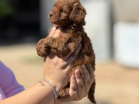 ÇİŞ EĞİTİMLİ AŞILI KÜÇÜK BOY POODLE 