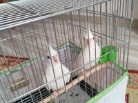 Albino Sultan Papağanı 3 Aylık