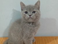 2 ,5 Aylık Dişi Nadir Beige Rengi Kehribar Gözlü Kedimiz