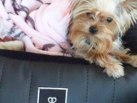 Eğitimli asla büyümeyecek en küçük köpeğimiz