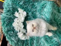 Güzel british shorthair yavrular yeni yuvalarını arıyor