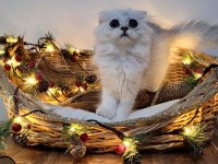Scottish fold ve straight