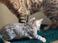 Bengal yavru kedim