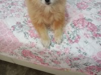 Pomeranian Boo çifti