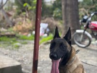 Son üç yavru malinois yer kmaraş