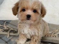 Maltipoo Bebekleri