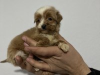Poodle ayarında maltipoo