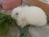 Orijinal Angora (Ankara) Tavşanı Dişi