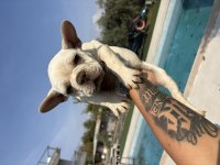 Özel Görünümlü French Bulldog Yavruları