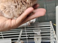 Bebek Tavşanlarım Sütten Yeni Kesildi