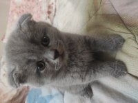 Scottish fold yavruları
