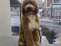 Full eğitimli 6 aylık dev poodle erkek yavru