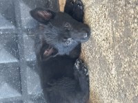 Son 3 Dişi 1 Erkek Teslime Hazır Orjinal Yavrular