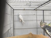 Yavru Sultan Papağanı Albino