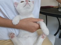 Beyaz Scottish Fold