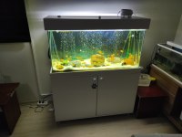 Tropheus duboisi maswa 6 tane ciklet 50 tane