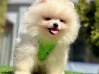 Safkan Pomeranian Boo Yavrularımız