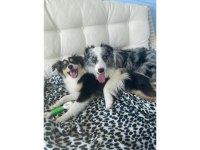 Zeka Küpü Border Collie Yavruları