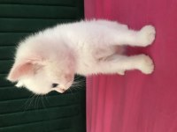 55 günlük yavrular british shorthair