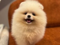 Pomernian boo bebekler