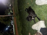 10 aylık erkek pug