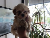 Sevimli maltipoo bebekler