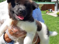 Amerikan Akita Inu Yavruları