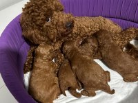 MALTESE YAVRULAR MALTİPO VE TOY POODLE YAVRULAR ANKARA