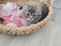 Bu british longhair misss çocuk kaçmaz