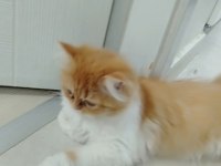 Yavru iran kedisi 3 aylık