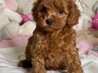 WC EĞİTİMLİ EV ORTAMINA UYGUN POODLE BEBEKLER