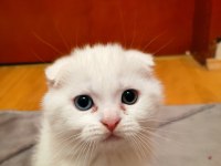 2 aylık scottish fold