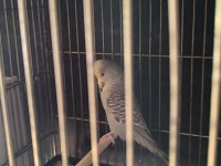 Yavru yumurta görmüş show jumbo dişi muhabbet kuşu
