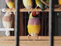 Gouldian Finch (Gökkuşağı İspinozu)